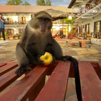 фото из отзыва ID 1740038