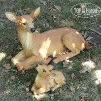 фото из отзыва ID 1740392