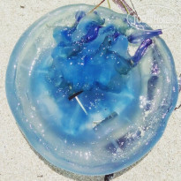 фото из отзыва ID 1741877