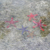 фото из отзыва ID 1742417