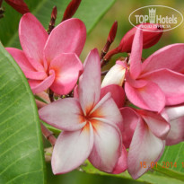 фото из отзыва ID 1743608