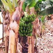 фото из отзыва ID 1746027