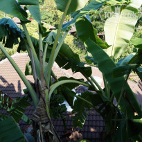 фото из отзыва ID 1746052