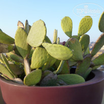 фото из отзыва ID 1746693