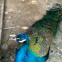 фото из отзыва ID 1747480