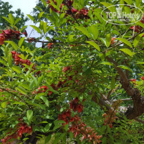 фото из отзыва ID 1747970