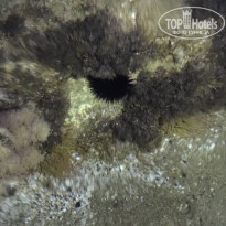 фото из отзыва ID 1748866