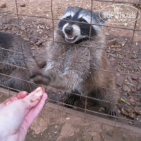 фото из отзыва ID 1749349