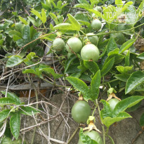 фото из отзыва ID 1749867