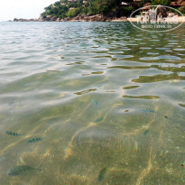 фото из отзыва ID 1749683