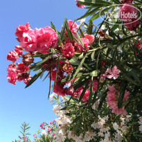 фото из отзыва ID 1750041