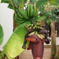 фото из отзыва ID 1750421