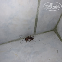 фото из отзыва ID 1750842