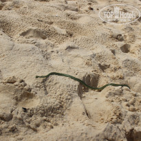 фото из отзыва ID 1752511