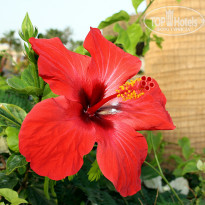 фото из отзыва ID 1752564