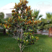 фото из отзыва ID 1756157