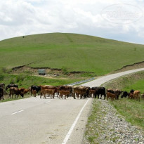 фото из отзыва ID 1756977