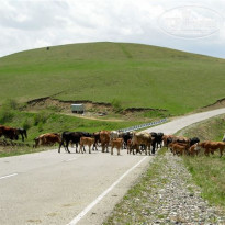 фото из отзыва ID 1756977