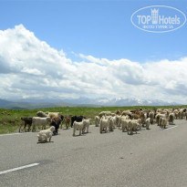 фото из отзыва ID 1756977