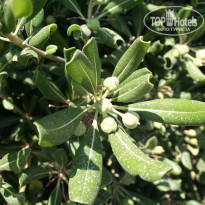 фото из отзыва ID 1757035