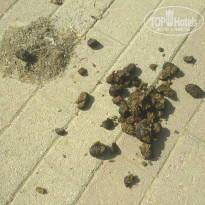 фото из отзыва ID 1757333