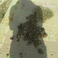 фото из отзыва ID 1757333