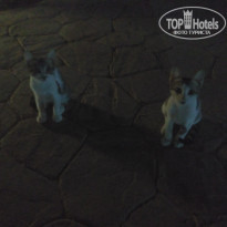 фото из отзыва ID 1757558