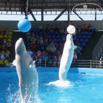 фото из отзыва ID 1759501