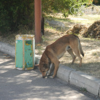 фото из отзыва ID 1759869