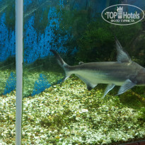 фото из отзыва ID 1760428