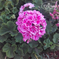 фото из отзыва ID 1762354