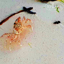 фото из отзыва ID 1763087