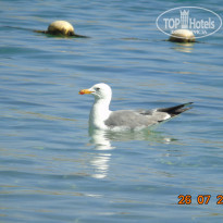 фото из отзыва ID 1763451