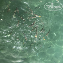 фото из отзыва ID 1764164