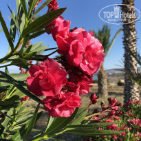 фото из отзыва ID 1765107