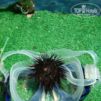 фото из отзыва ID 1765491