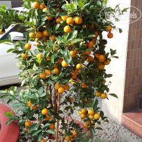 фото из отзыва ID 1766392