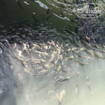 фото из отзыва ID 1767044