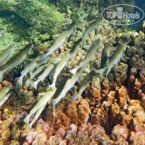 фото из отзыва ID 1766880