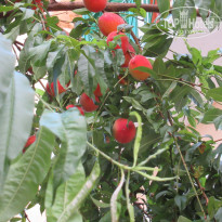 фото из отзыва ID 1767753