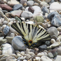 фото из отзыва ID 1767753