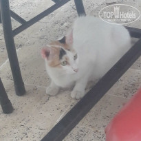 фото из отзыва ID 1769147