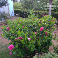 фото из отзыва ID 1771178