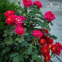 фото из отзыва ID 1771637
