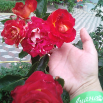 фото из отзыва ID 1771238