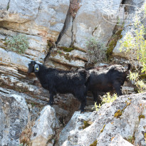 фото из отзыва ID 1774632