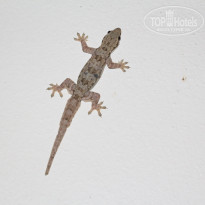 фото из отзыва ID 1775242