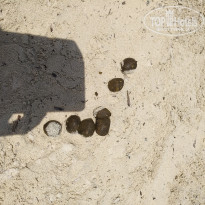 фото из отзыва ID 1775742