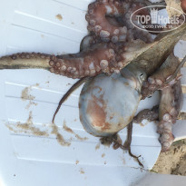 фото из отзыва ID 1775829