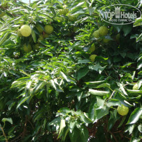 фото из отзыва ID 1772308